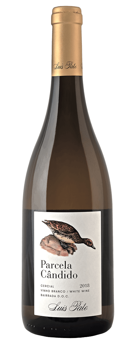 Parcela Cândido 2023 White